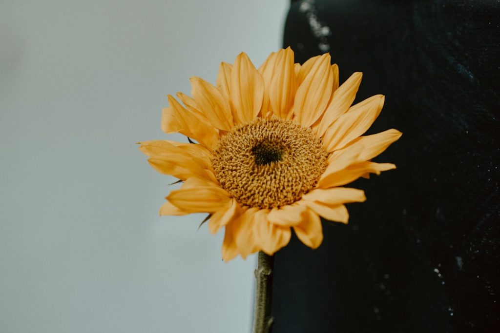 yellow-sunflower-in-close-up-photography